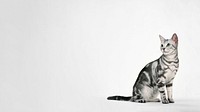 British Shorthair cat HD wallpaper, pet animal border