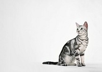 British Shorthair cat background, pet animal border