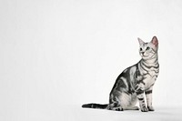 British Shorthair cat background, pet animal border