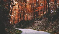 Autumn maple forest background, road way image