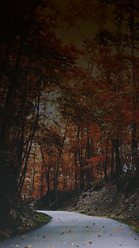 Dark maple forest iPhone wallpaper, Autumn aesthetic