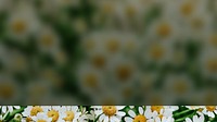White daisy flower desktop wallpaper