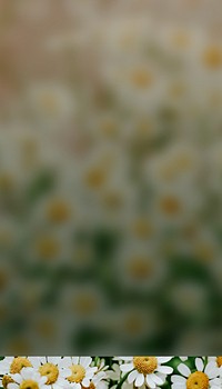 White daisy flower phone wallpaper