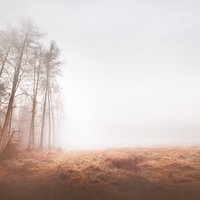 Misty woods background, grass field border