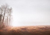 Misty woods background, grass field border