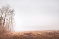 Misty woods background, grass field border
