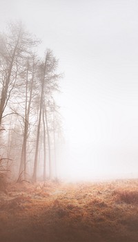 Misty woods iPhone wallpaper, grass field border