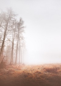 Misty woods background, grass field border