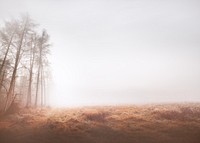 Misty woods background, grass field border