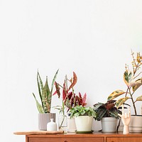 Houseplant border background