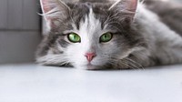 Cute cat border HD wallpaper, pet animal image