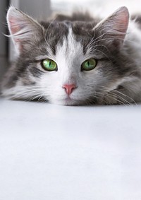 Cute cat border background, pet animal image