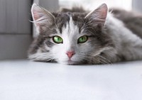 Cute cat border background, pet animal image