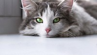 Cute cat border background, pet animal image