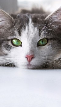 Cute cat border iPhone wallpaper, pet animal image