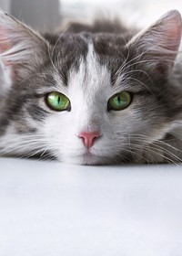 Cute cat border background, pet animal image