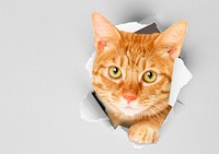 Ginger cat background, pet animal border