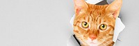 Ginger cat background, pet animal border