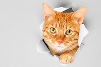 Ginger cat background, pet animal border