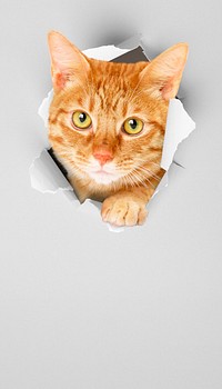 Ginger cat iPhone wallpaper, pet animal border