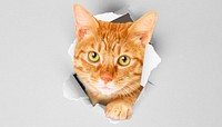 Ginger cat background, pet animal border