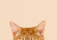 Ginger cat ears border background