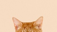 Ginger cat ears border background