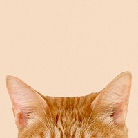 Ginger cat ears border background