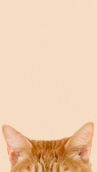 Ginger cat ears border iPhone wallpaper