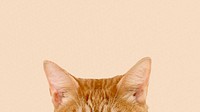 Ginger cat ears border HD wallpaper
