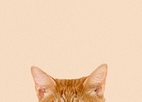 Ginger cat ears border background