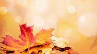 Maple leaf border HD wallpaper