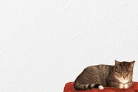 Sleeping cat border background