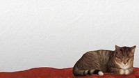 Sleeping cat border HD wallpaper