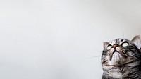 Cute cat border HD wallpaper, pet animal image