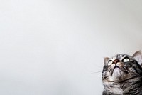 Cute cat border background, pet animal image