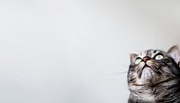 Cute cat border background, pet animal image