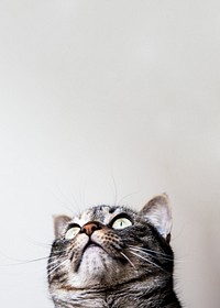 Cute cat border background, pet animal image