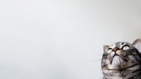 Cute cat border HD wallpaper, pet animal image