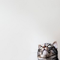 Cute cat border background, pet animal image