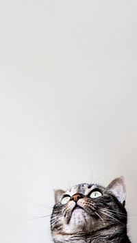 Cute cat border iPhone wallpaper, pet animal image