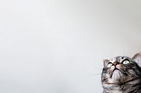 Cute cat border background, pet animal image