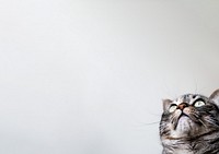 Cute cat border background, pet animal image