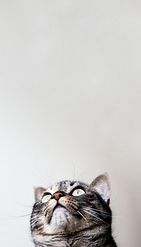 Cute cat border iPhone wallpaper, pet animal image