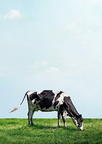 Cow grazing grass background