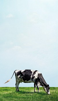 Cow grazing grass phone wallpaper