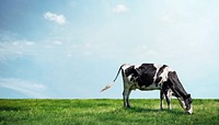 Cow grazing grass background