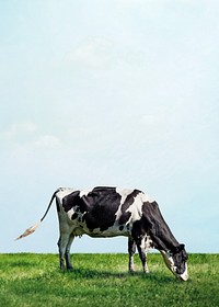 Cow grazing grass background