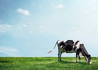 Cow grazing grass background