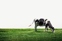 Cow grazing border psd background